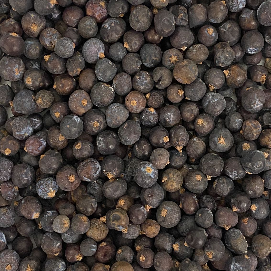 Wacholderbeeren ganz